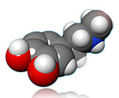 Epinephrine Molecular Model