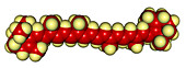 Beta-carotene Molecular Model