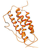 Erythropoietin Molecular Model