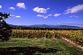 Chandon Vineyards,Victoria,Australia