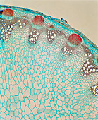 Sunflower stem,light micrograph
