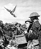 WWI,Releasing British Carrier Pigeon