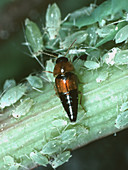 A small rove beetle with aphids