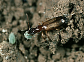 Predatory ground beetle and aphid