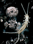Two-tailed Bristletail