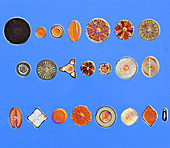 Arrangement of Diatoms