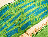 Chloroplast in Timothy Grass (TEM)