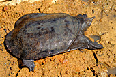 Malayan Soft-Shelled Turtle
