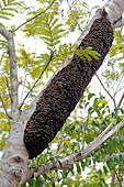 Wild honey bees