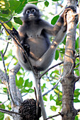 Dusky Leaf Monkey