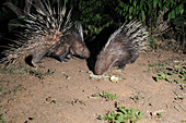 East Asian Porcupines