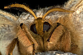 Polyphemus moth