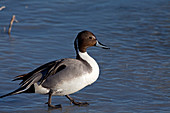 Northern Pintail male