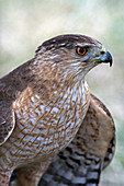 Cooper's Hawk