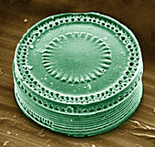 Diatom (Melosira sulcata)
