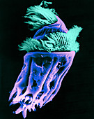 Ophryoscolex Ciliate (SEM)