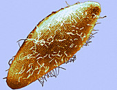 Paramecium Multinucleatum