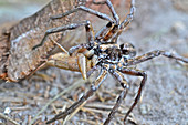 Carolina Wolf Spider with prey