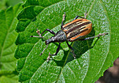 Diaprepes Root Weevil