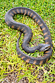 Florida Water Snake