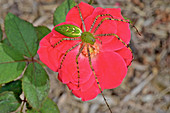 Green Lynx Spider