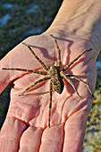 Okefenokee Fishing Spider