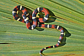 Scarlet King Snake
