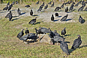 Black Vultures eat Hog