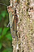 Giant Red-winged Grasshopper
