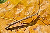 Flying Stick Insect