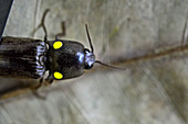 Bioluminescent Click Beetle