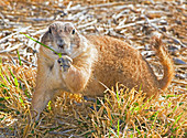 Black Tail Prairie Dog