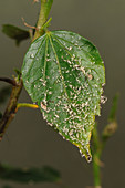Shed Aphid Skins