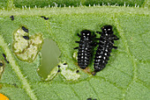 Green dock beetle larvae