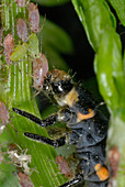 Ladybug Larva eating Aphids