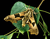 Lime hawkmoth