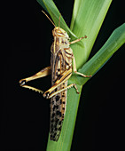 Desert Locust