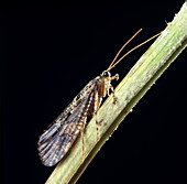 Adult caddisfly