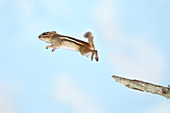 Jumping Chipmunk