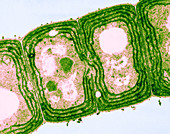 LS of Oscillatoria,LM