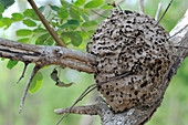 Arboreal Ant Nest