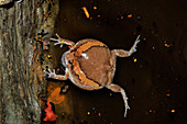 Common Asian Bullfrog