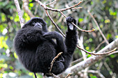 Young Female Siamang