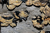 Nesting Swiftlets