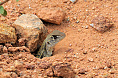 Malaysian Butterfly lizard