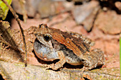 Ornate narrow-mouthed frog