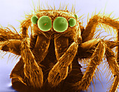 Jumping Spider (SEM)