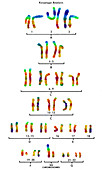 Normal Male Karyotype