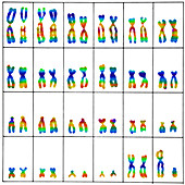 Male karyotype