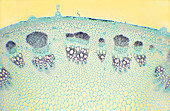 Sunflower Vascular Bundles,LM